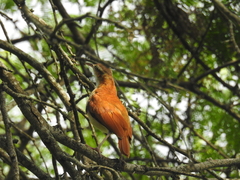 Furnarius leucopus cinnamomeus