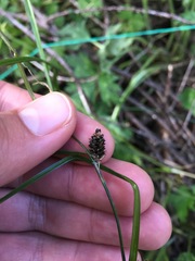 Carex dipsacea