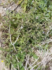Pholistoma auritum arizonicum