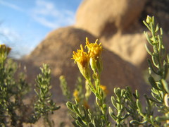 Ericameria cooperi cooperi