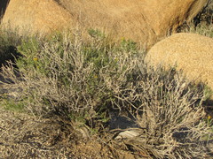 Ericameria cooperi cooperi