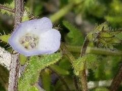 Pholistoma auritum arizonicum