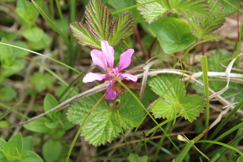 Rubus arcticus ssp. stellatus