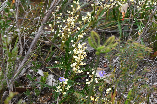 Image of Grevillea cirsiifolia by (c) Em Lamond, some rights reserved (CC BY)