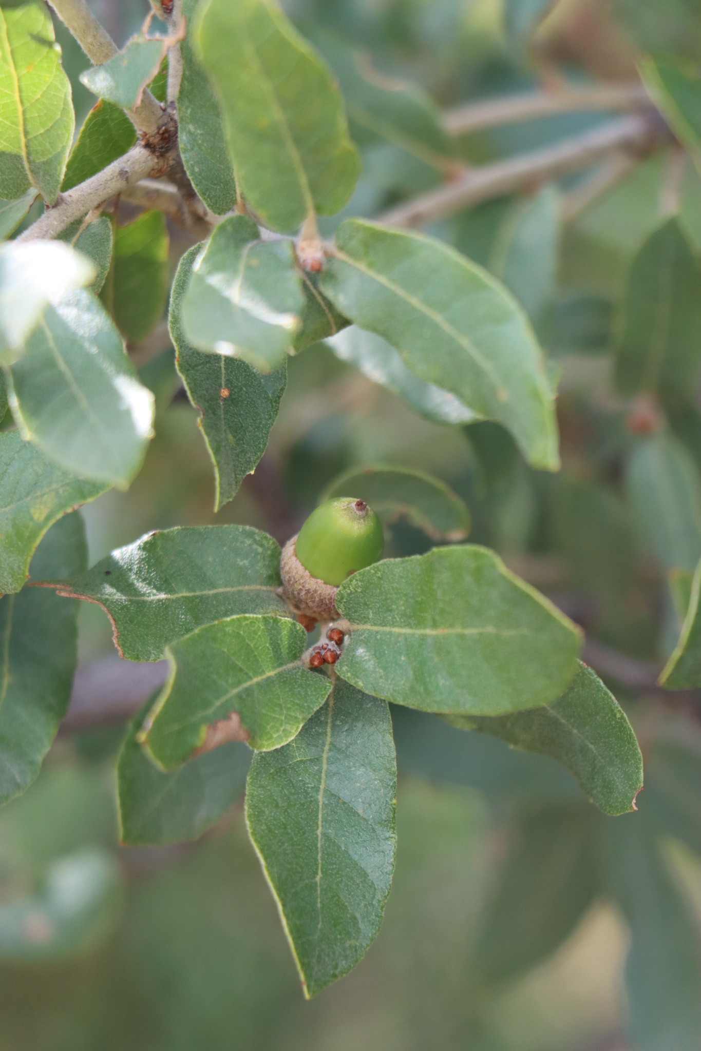 Quercus grisea