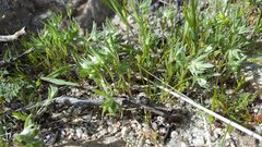 Stylocline micropoides