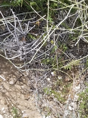Pholistoma auritum arizonicum
