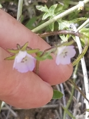 Pholistoma auritum arizonicum