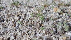 Stylocline micropoides