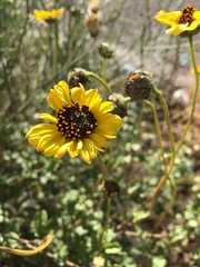 Encelia asperifolia