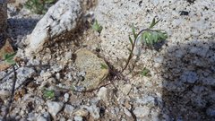 Stylocline micropoides