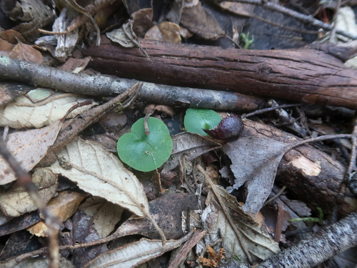 Image of Orquídea Casco Majestuosa (Corybas diemenicus) by no rights reserved