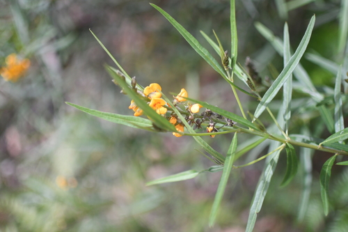 Image of Callistachys lanceolata by (c) Em Lamond, some rights reserved (CC BY)
