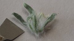 Stylocline micropoides