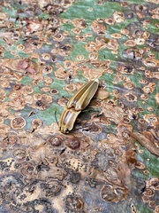 Semiotus ligneus image