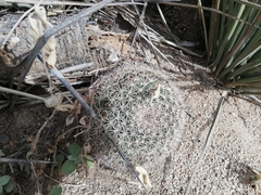 Mammillaria grusonii