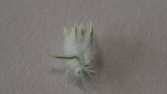 Stylocline micropoides