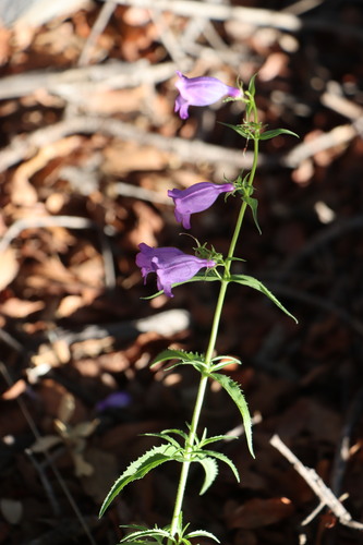 Penstemon campanulatus var. chihuahuensis