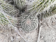Mammillaria grusonii