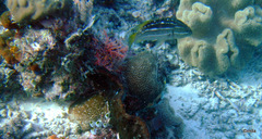 Anyperodon leucogrammicus