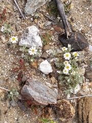 Eriophyllum wallacei rubellum