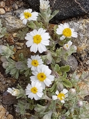 Eriophyllum wallacei rubellum