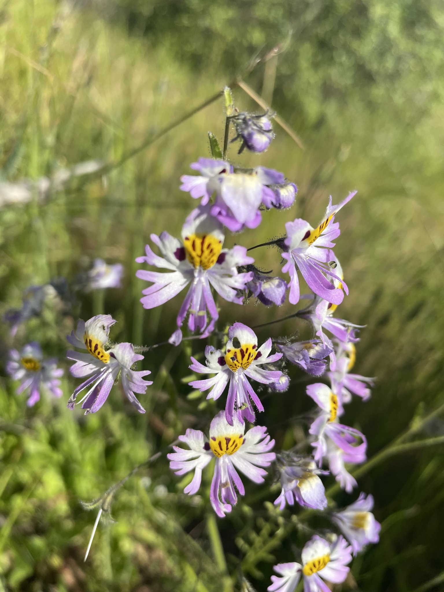 Imagem de Flor-borboleta