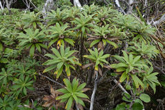 Macrolearia angustifolia