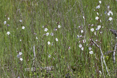 Lithophragma heterophyllum