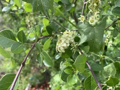 Fraxinus parryi