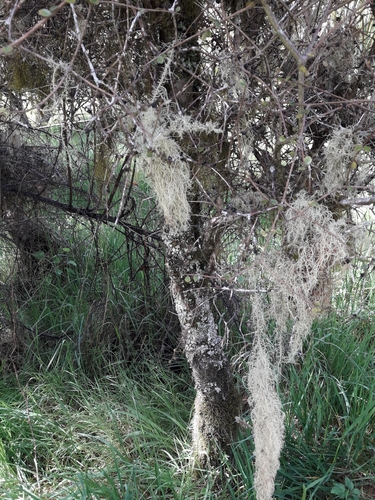 Image of Pittosporum obcordatum by (c) naturewatchwidow, some rights reserved (CC BY)