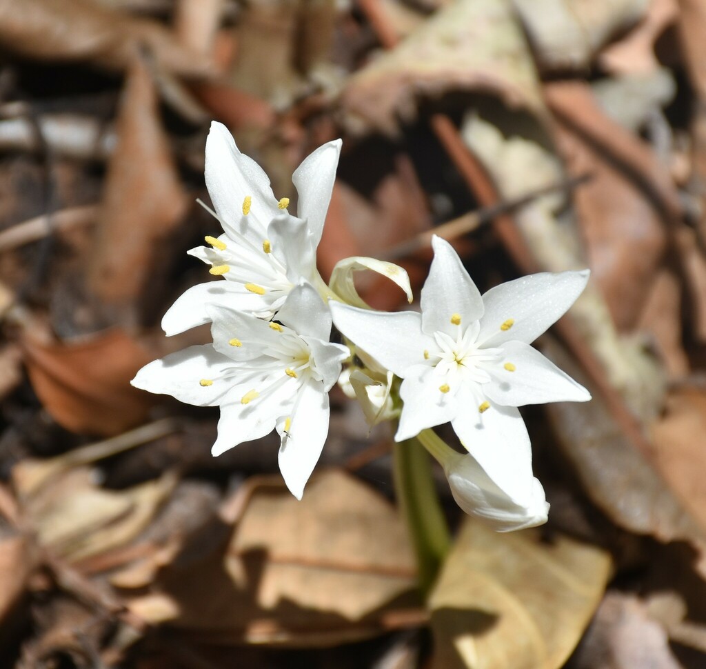 Proiphys infundibularis