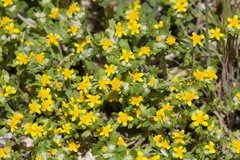 Eriophyllum multicaule