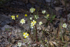 Hesperomecon linearis