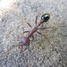 Myrmecia browningi - Photo (c) Angus Smith, some rights reserved (CC BY-NC), uploaded by Angus Smith