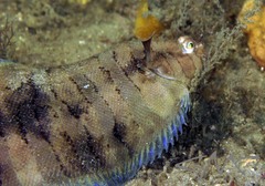 Soleichthys microcephalus