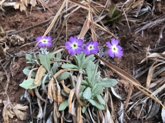 Primula specuicola