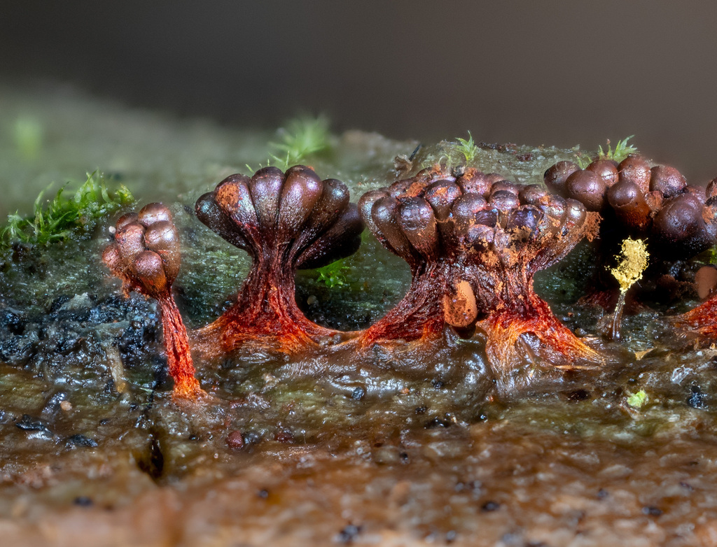 Wasp's Nest Slime Mold
