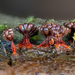 Wasp's Nest Slime Mold - Photo (c) Alan Rockefeller, some rights reserved (CC BY), uploaded by Alan Rockefeller