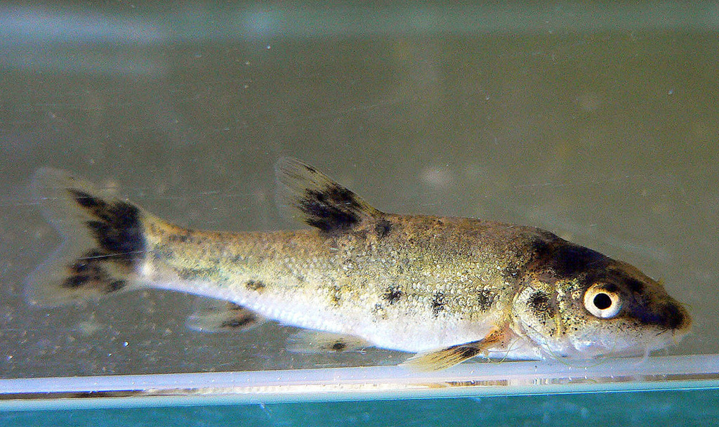 Danube barbel (Barbus balcanicus) — Cyprinidae