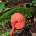 Pluteus horakianus - Photo (c) Andrey Loria, some rights reserved (CC BY-SA), uploaded by Andrey Loria