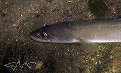 Conger wilsoni