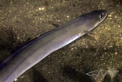 Conger wilsoni