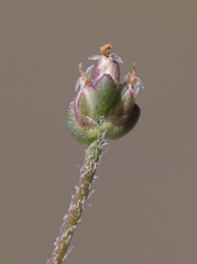 Plantago elongata