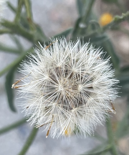 Heterotheca grandiflora