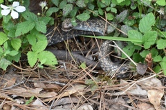 Coluber constrictor anthicus