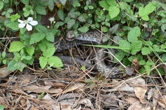 Coluber constrictor anthicus