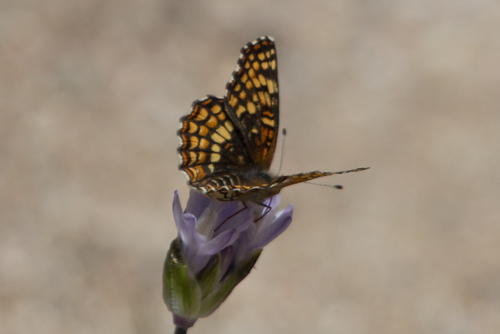 Gabb's Checkerspot photo 6