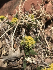 Lomatium latilobum