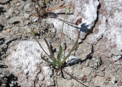 Plantago elongata